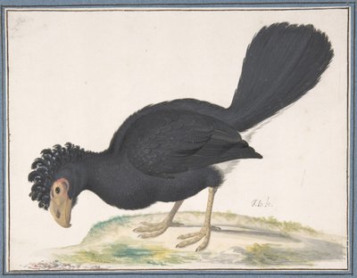 A Black Curassow, n. d. od Johannes Bronckhorst