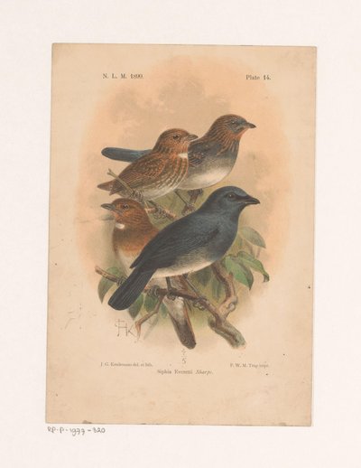 Čtyři ptáci na větvi Siphia Everetti Sharpe (název na objektu) od Johannes Gerardus Keulemans