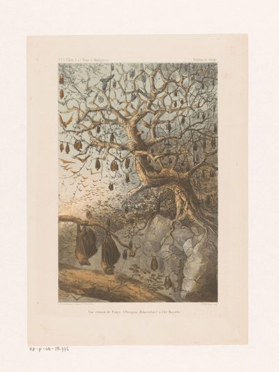 Vleermuizen v een boom Setkání Fanys (Pteropus Edwardsii) na ostrově Mayotte (název na objektu) Cestovní vztah (název série na objektu) od Johannes Gerardus Keulemans