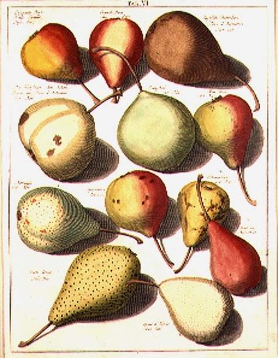 Hrušky, od Seligmana od Johannes Hendrik (after) Knoop