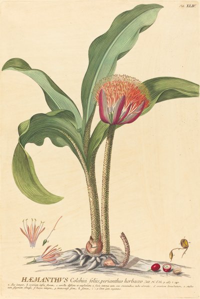 Haemanthus od Johannes Jacob Haid and Johannes Elias Haid after Georg Ehret