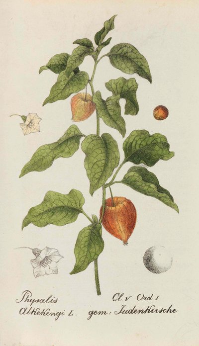 Sbírka švýcarských rostlin, 1825-1846. od Johannes Jacob Hegetschweiler