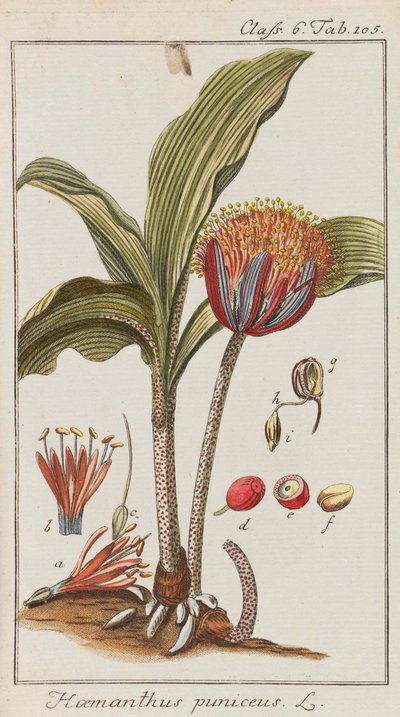 Výběr krásných a vzácných rostlin, 1795-1798. od Johannes Zorn
