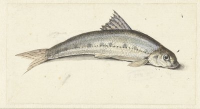 gondola od Johannes le Francq van Berkhey