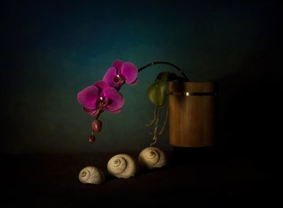 Zátiší s fialovými orchidejemi od John-Mei Zhong