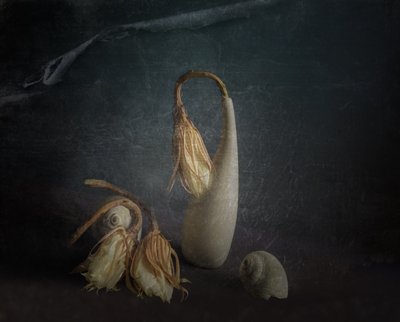 Tichá botanická studie od John-Mei Zhong
