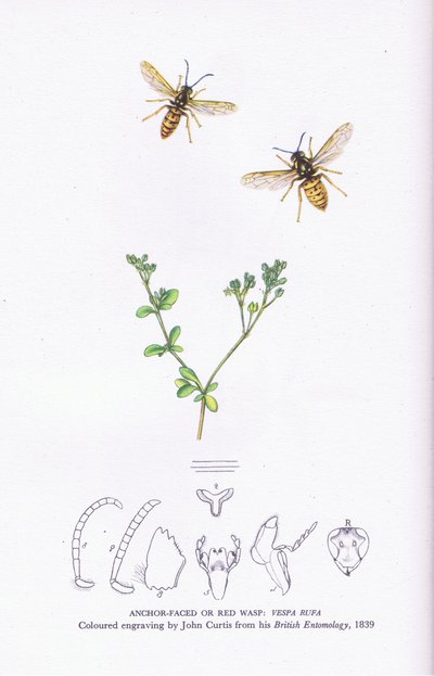 Anchor Faced nebo Red Wasp, Nature in Britain vydal Collins od John (after) Curtis