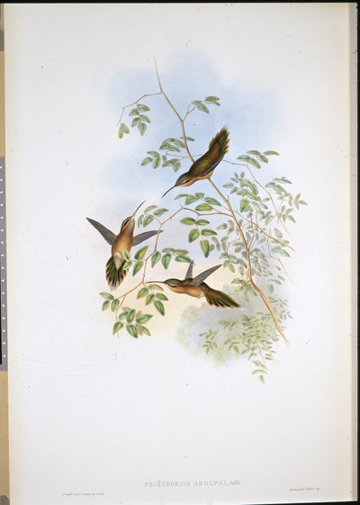 Adolfův poustevník (Phaethornis Adolphi) (ručně kolorované lito) od John (after) Gould