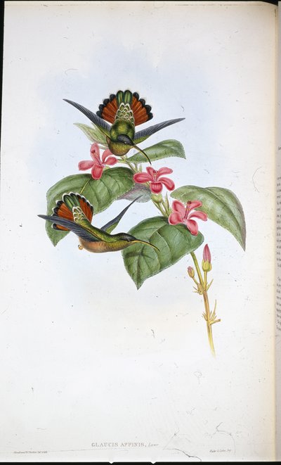 Spojenecký poustevník (Glaucis affinis) (ručně barvené lito) od John (after) Gould