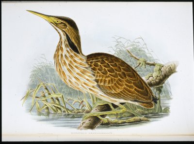 bukač americký (Botaurus lentiginosus) (ručně barvený litho) od John (after) Gould