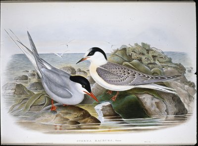Rybák arktický (Sterna Macrura) (ručně barvený litho) od John (after) Gould
