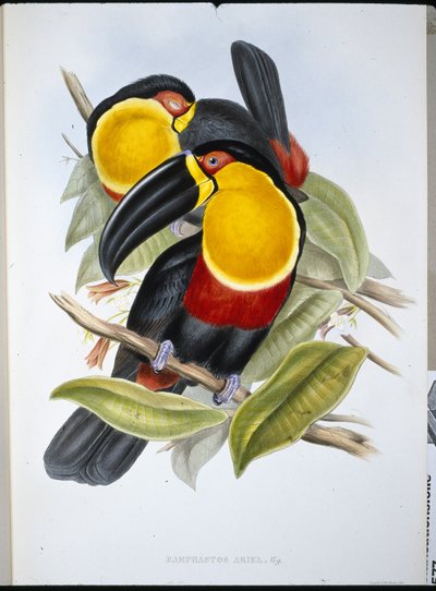 Ariel Tucan (Ramphastos Ariel) (ručně barvené lito) od John (after) Gould