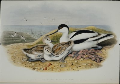Avocet (Recurvirostra Avocetta) (ručně barvené lito) od John (after) Gould