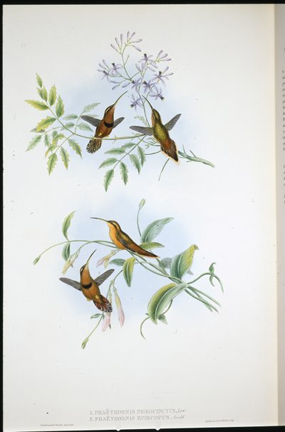 Belted Hermit (Phoethorn