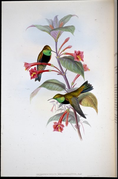 Hvězda černoprsá (Oreotrochilus Melanogaster) (ručně barvené lito) od John (after) Gould