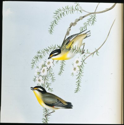 Pardalot černohlavý (Pardalotus Melanocephalus) (ručně barvené litho) od John (after) Gould