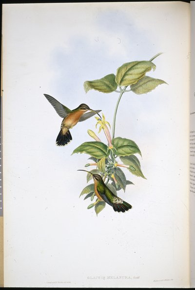 Poustevník černoocasý (Glaucis Melanura) (ručně barvené lito) od John (after) Gould