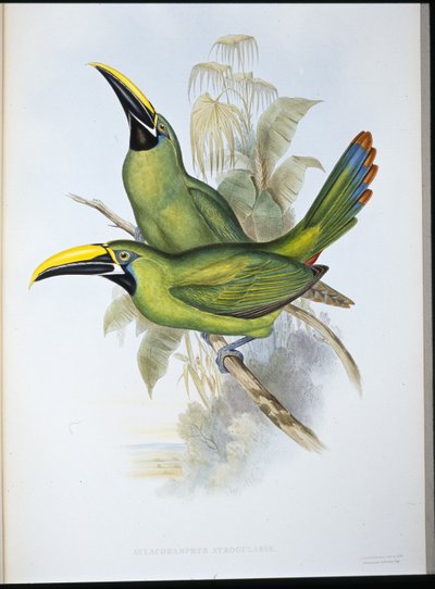 Tukan černohrdlý (Aulacoramphus Atrogularis) (ručně barvený litho) od John (after) Gould