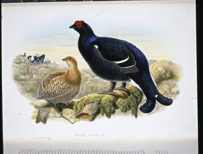 Tetřívek obecný (Tetrao Tetrix) (ručně barvené lito) od John (after) Gould