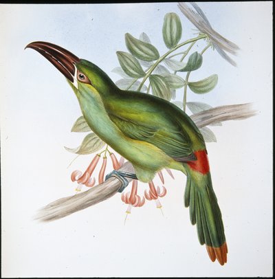Tukan krvavý (Aulacoramphus Haematopygius) (ručně barvené lito) od John (after) Gould