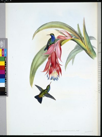 Safír modroprsý (Eucephala Hypocyanea) (ručně barvený litho) od John (after) Gould
