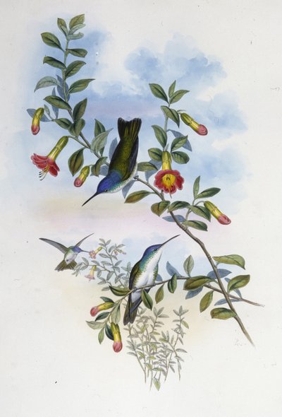 Azurová koruna modrokrká (Cyanomyia Cyanocollis) (ručně barvené litho) od John (after) Gould