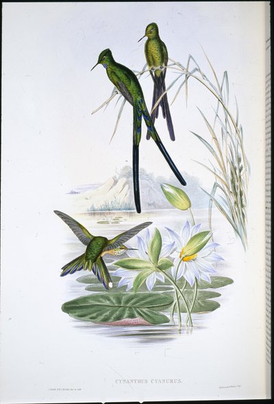 Sylph modroocasý (Cynanthus Cyanurus) (ručně barvený litho) od John (after) Gould