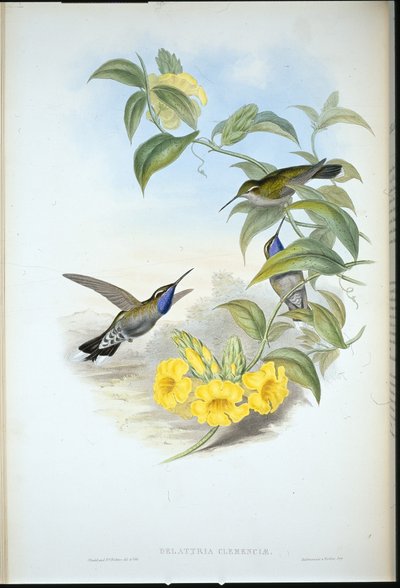 Cazique modrohrdlý (Delattria Clemenciae) (ručně barvené lito) od John (after) Gould