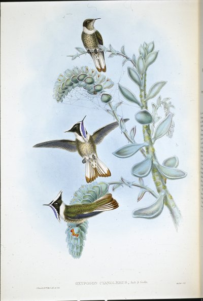 Hlemte Crest modrohrdlý (Oxypogon Cyanolaemus) (ručně barvené lito) od John (after) Gould