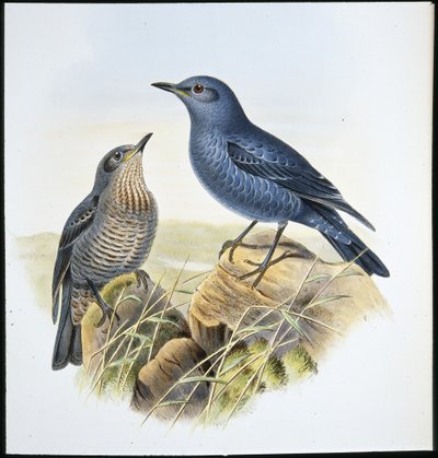 Blue Rock Thrush (Petrocossyphus Cyanus) (ručně barvený litho) od John (after) Gould