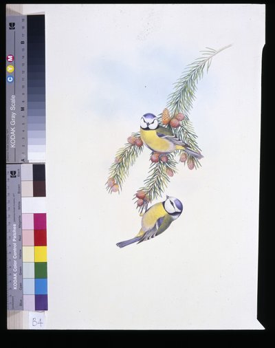 Sýkora modřinka (Parus Caeruleus) (ručně barvené lito) od John (after) Gould