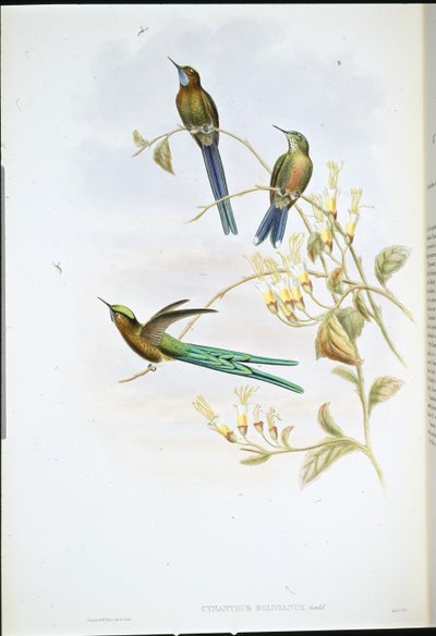 Bolivijský Sylph (Cynanthus Bolivianus) (ručně kolorovaný litho) od John (after) Gould
