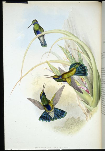 Bolivijská violka (Petasophora Iolata) (ručně barvená litho) od John (after) Gould