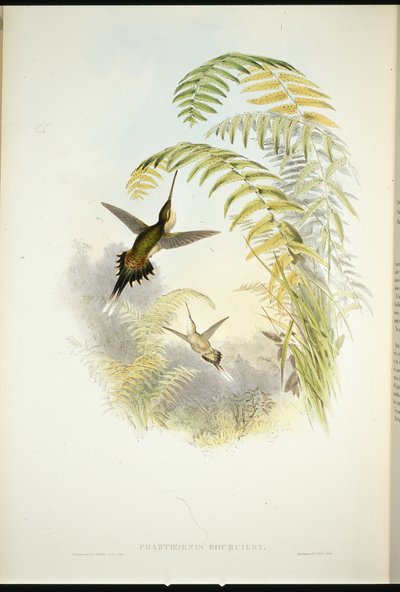 Bourcierův poustevník (Phaethornis Bourcieri) (ručně kolorovaný lito) od John (after) Gould