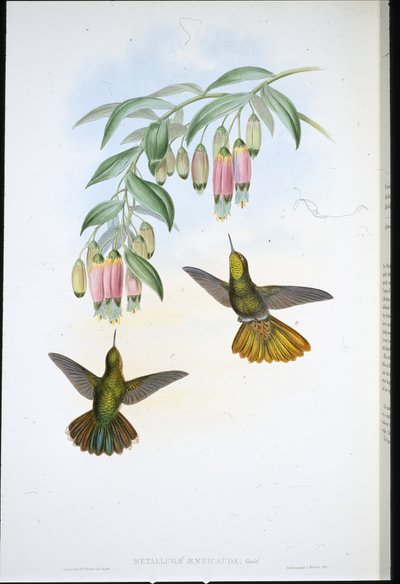 Brassy Tail (Metallura Aeneicauda) (ručně barvené lito) od John (after) Gould