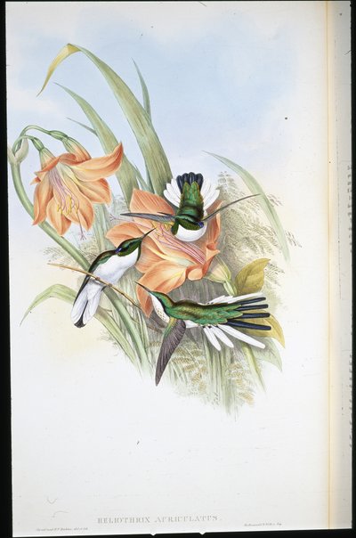 Brazilská víla (Heliothrix Auriculatus) (ručně barvené lito) od John (after) Gould
