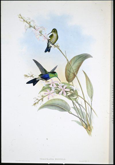 Brazilští panopliti (Thalurania Eryphile) (ručně barvené lito) od John (after) Gould