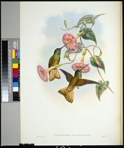 Buff-tailed Star-frontlet (helianthea osculans) (ručně barvené litho) od John (after) Gould