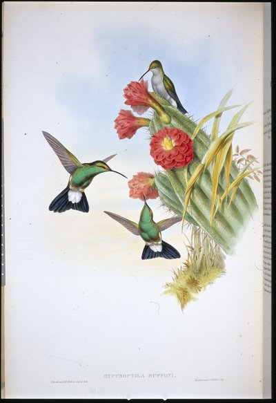 Buffonův plumeleteer (Hypuroptila Buffoni) (ručně barvené lito) od John (after) Gould