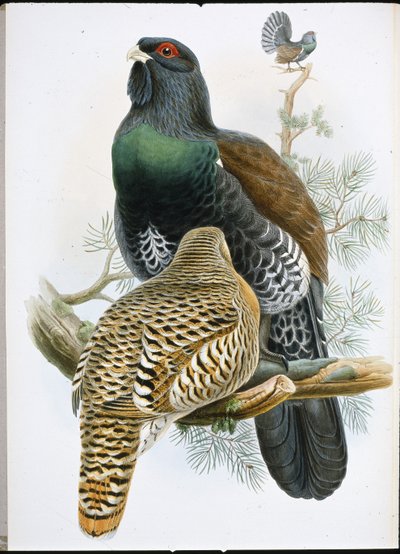 Tetřev hlušec (Tetrao Urogallus) (ručně barvené lito) od John (after) Gould