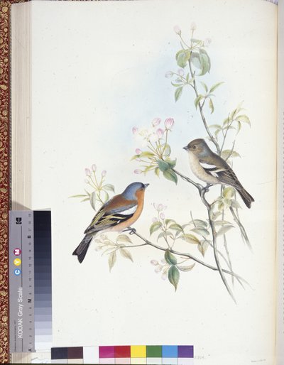 Pěnkava (Fringilla Caelebs) (ručně zbarvené členy) od John (after) Gould
