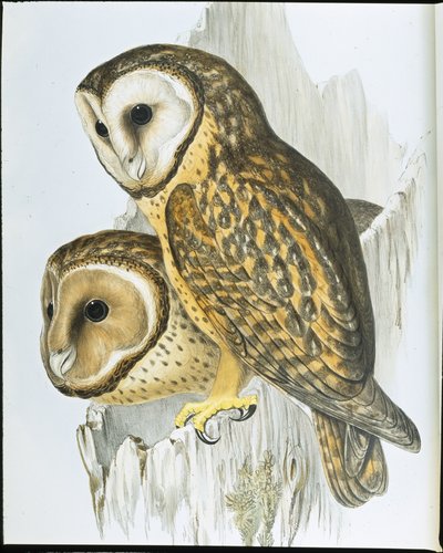 Puštík obecný (Strix Castanops) (ručně kolorovaná litografie) od John (after) Gould