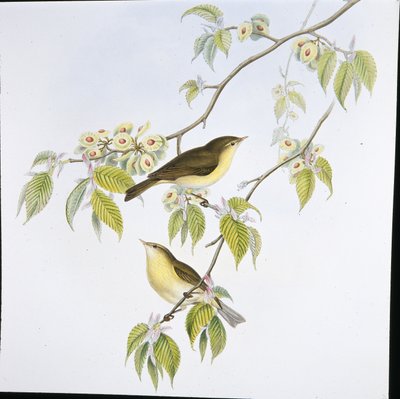 Chiff-Chaff (Phyllopneuste Rufa) (ručně barvené lito) od John (after) Gould