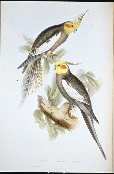 Papoušek kakadu (New Holland Nymph) (ručně barvené litho) od John (after) Gould