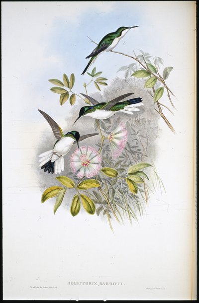 Kolumbijská víla (Heliothrix Barroti) (ručně barvené lito) od John (after) Gould