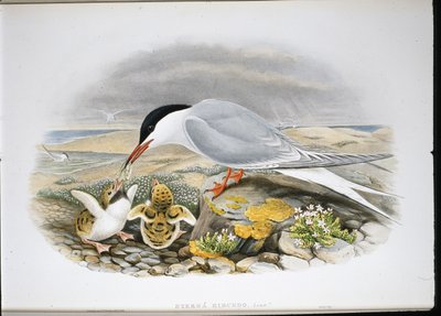 Rybák obecný (Stera Hirundo) (ručně barvené litho) od John (after) Gould