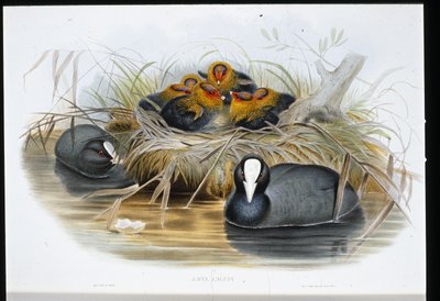 Lyska (Fulica Atra) (ručně barvená lito) od John (after) Gould