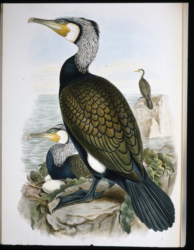 Kormorán (Phalacrocorax Carbo) (ručně barvené lito) od John (after) Gould