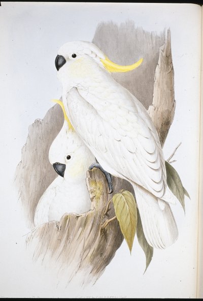 Kakadu chocholatý (Cacatua Galerita) (ručně barvené lito) od John (after) Gould