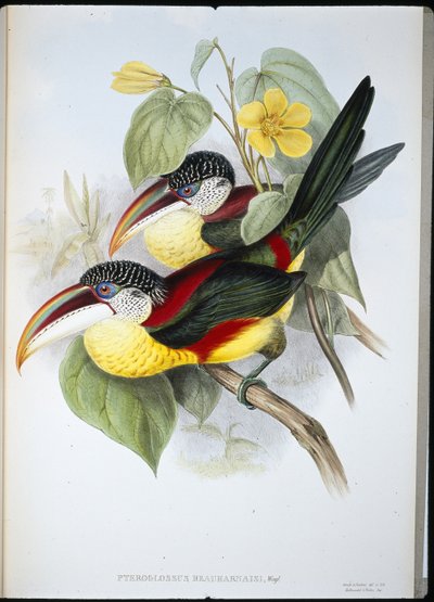 Aracari chocholatý (Pteroglossus Beauharnaisi) (ručně barvené lito) od John (after) Gould